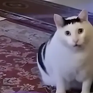 Кот Huh — звуковой мем