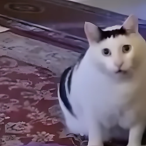 Кот Huh