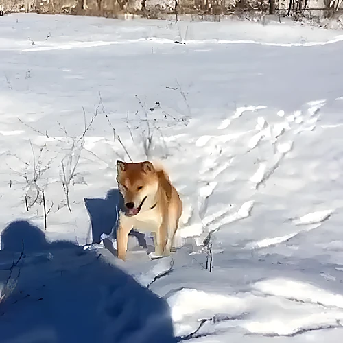 Это фиаско, братан